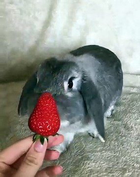Cette lapine déguste des fraises avec élégance. Admirez !