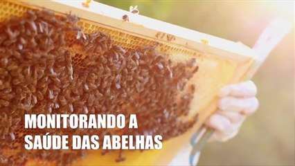 Colmeias de alta tecnologia