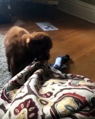 Quand un chiot fait tout pour réveiller son maître. Hilarant !