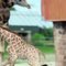 La petite Girafe fait ses premiers pas à l'extérieur. Regardez ses petites jambes s'en aller !