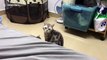 Mother cat scared by own kitten in China’s Guangdong