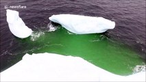 Dramatic drone footage of titanic Canadian iceberg