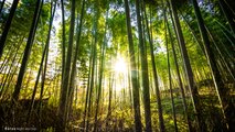 Bamboo Forest & Chimes | 10 HOURS - 4K, White Noise, Insomnia, Meditation, Study, Sleep, Bamboo Forest Wind, Bamboo Chimes