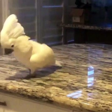 Voici ce qui arrive quand une perruche reste trop longtemps avec un poulet. Trop marrant !