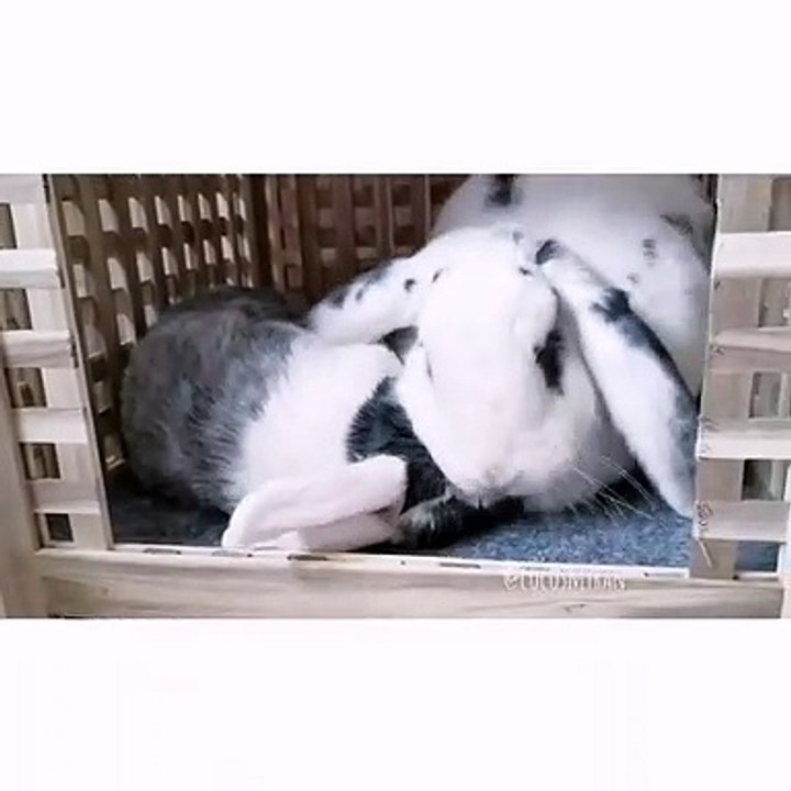 Regardez comment cette lapine prend soin de son petit. Émouvant !