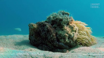 Un buzo se asusta al descubrir una misteriosa criatura que parece una roca