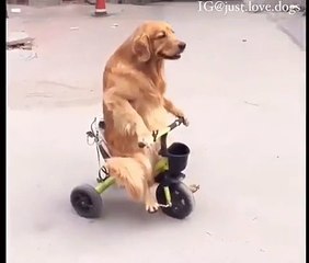 Incroyable !! Cette chienne conduit un vélo !