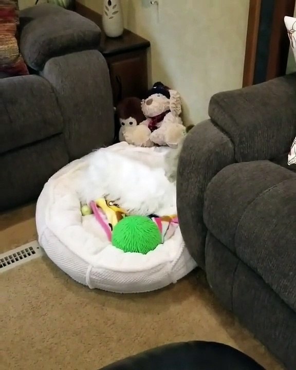 Ce Bichon maltais s'est réveillé un peu hyperactif ce matin. Regardez le !