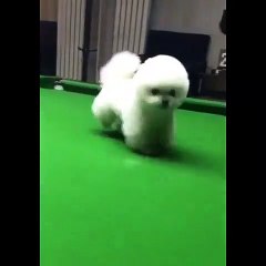 Quand un chiot touffu veut coûte que coûte jouer au billard, voici ce que ça donne. Hilarant !