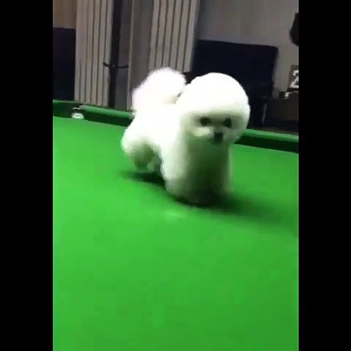 Quand un chiot touffu veut coûte que coûte jouer au billard, voici ce que ça donne. Hilarant !