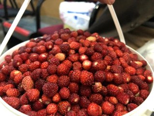 Dağ Çileğinin Kilosu 80 TL'ye Satılıyor