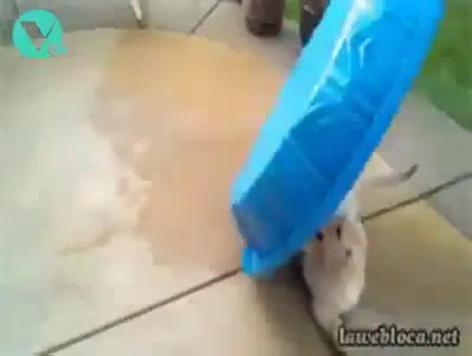 Funny Dogs