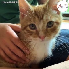 En sauvant ce chaton au bord d'une route, il se rend compte qu'il a un lacet autour du cou