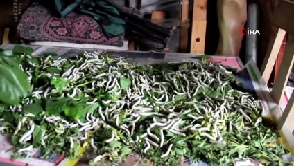 Tek Başına İpekböceği Yetiştirme Geleneğini Sürdürüyor