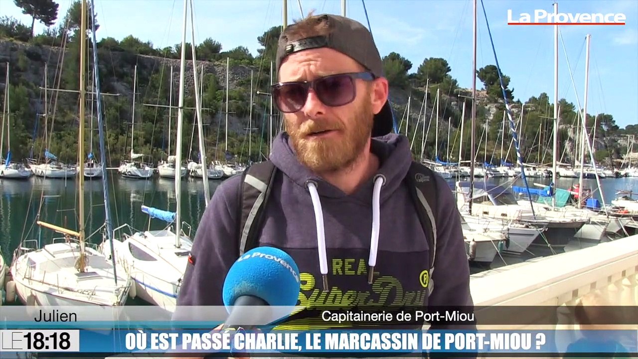 Le 18:18 - L'histoire : à la recherche de Charlie, le sanglier qui était devenu la mascotte de la calanque de Port-Miou