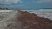 Estados | Así lucen las playas mexicanas por el Sargazo