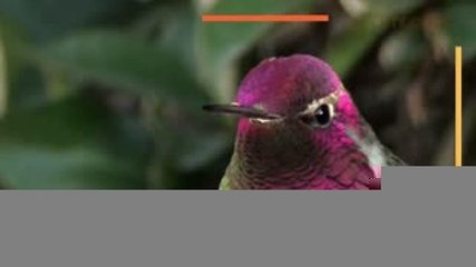 Nacional | Amarres de amor están acabando con los colibríes