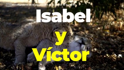 Tecnología y Ciencia | Estos son los leones nacidos por inseminación artificial