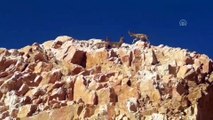 Elazığ'da dağ keçileri kara yoluna indi - ELAZIĞ