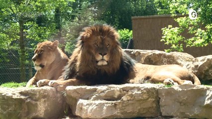 Le Domaine des Fauves - 23 MAI 2019