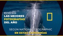 Entretenimiento | Estas son las mejores fotografías del año según National Geographic