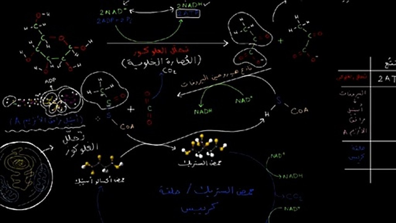 التنفس الخلوي