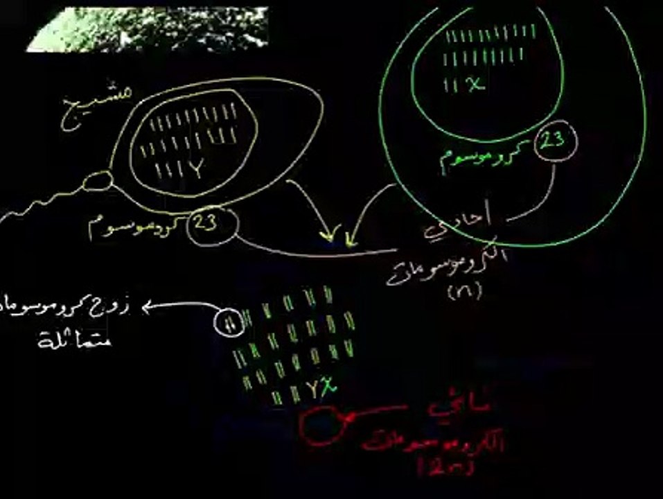 كيف تتمايز البويضة المخصبة إلى خلايا جسدية وخلايا جنسية