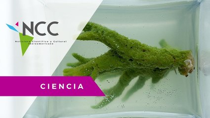 Laboratorio cultiva microalgas