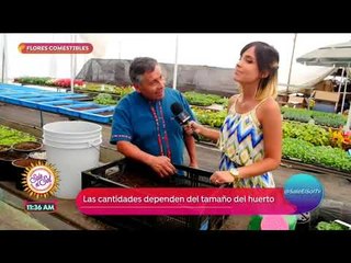 ¡Ana Alicia Alba aprendió a cultivar flores comestibles! | Sale el Sol