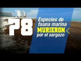 Sesenta y ocho especies mueren por sargazo en Quintana Roo | De Pisa y Corre