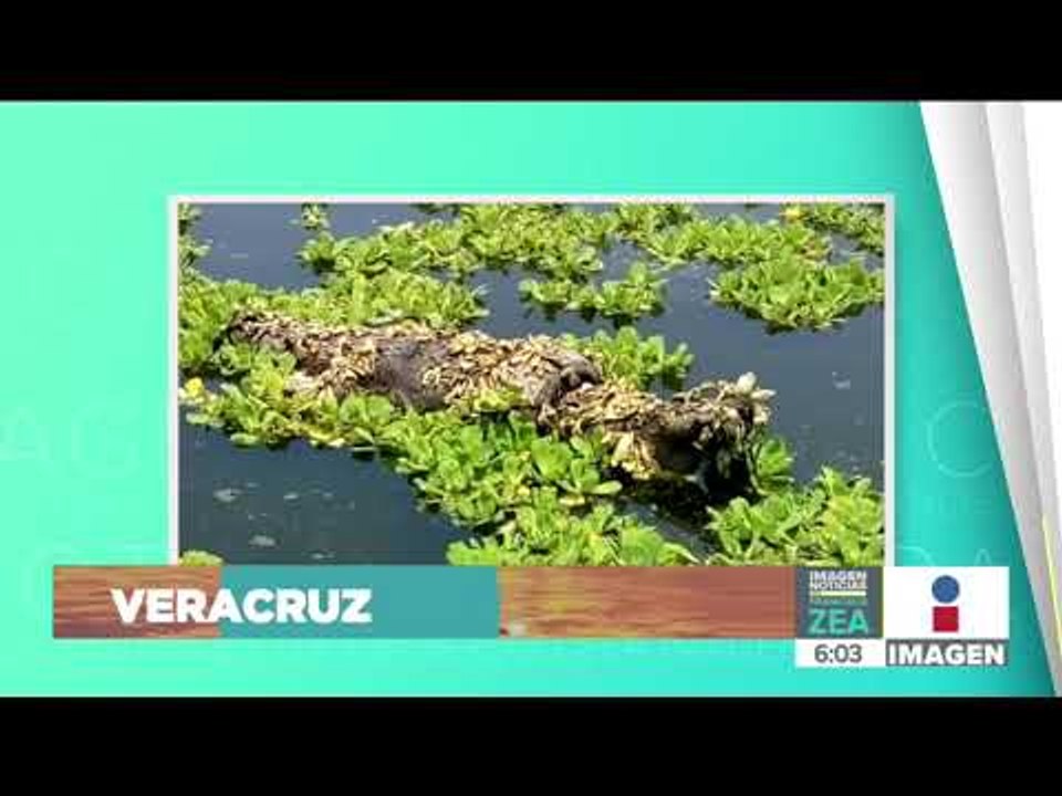 Indigna muerte de un cocodrilo asfixiado por una llanta en Tuxpan, Veracruz | Noticias con Paco Zea