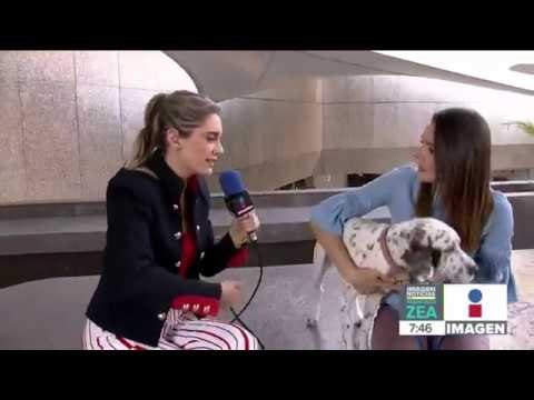 ¿Quieres adoptar una mascota? Conoce a Pecos , un hermoso perrito que está en busca de un hogar