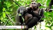 Chimpanzees Crack Tortoises Just Like Hard-Shelled Fruits For Meals