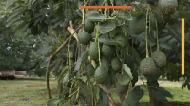 Nacional | ¿Por qué el IMSS recomienda comer 100 gramos de aguacate diarios?