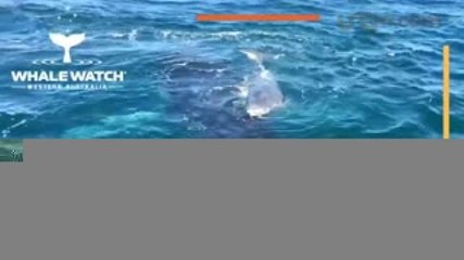 Entretenimiento | Así juega una ballena con su cría bebé