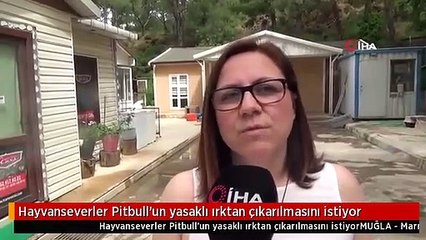 Hayvanseverler Pitbull'un yasaklı ırktan çıkarılmasını istiyor