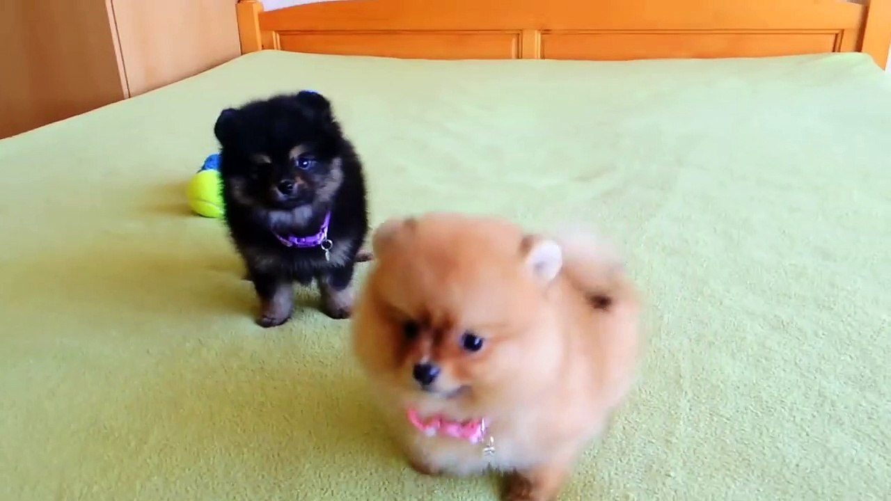 dogs