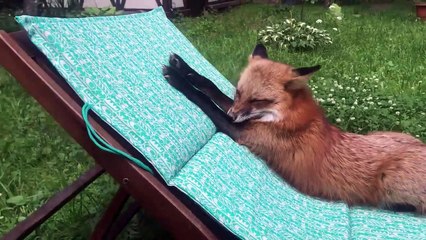Ce renard est en mode Détente sur sa chaise longue