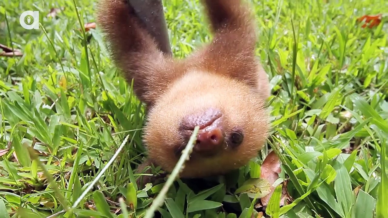 Quoi de plus mignon qu'un bébé paresseux...