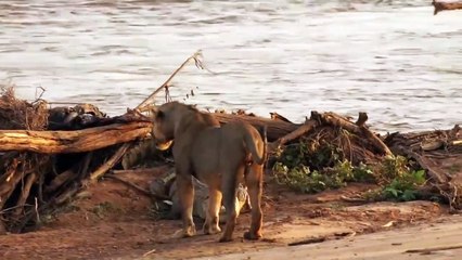 Des jeunes lions viennent donner des coups de pattes à un crocodile. Dangereux