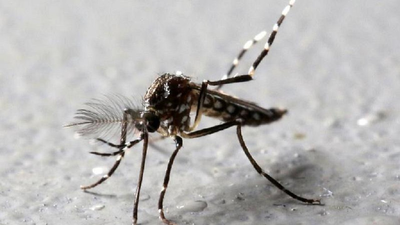 Congo Pointe Noire moves to combat mosquito borne chikungunya fever