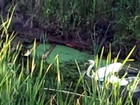 Premier plongeon pour ces bébés cygnes adorables