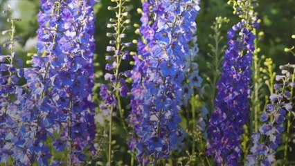 11 Pretty Purple Flowers to Plant in Your Garden