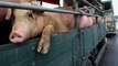 China’s ongoing African swine fever epidemic is spreading across Asia