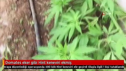 Domates eker gibi Hint keneviri ekmiş