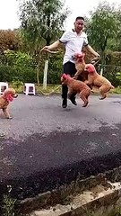  DOGS Compilation 0⃣0⃣5⃣