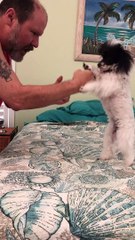 Cutest Boxing Match Ever Between Dog and Owner