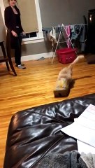 Cat Runs and Rips Through Fast Food Bag