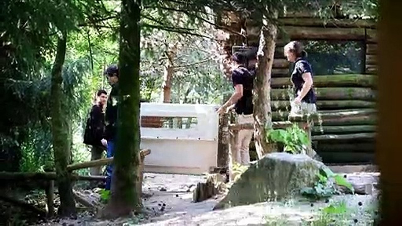 Au zoo d'Amnéville, première sortie des louveteaux nés début mai