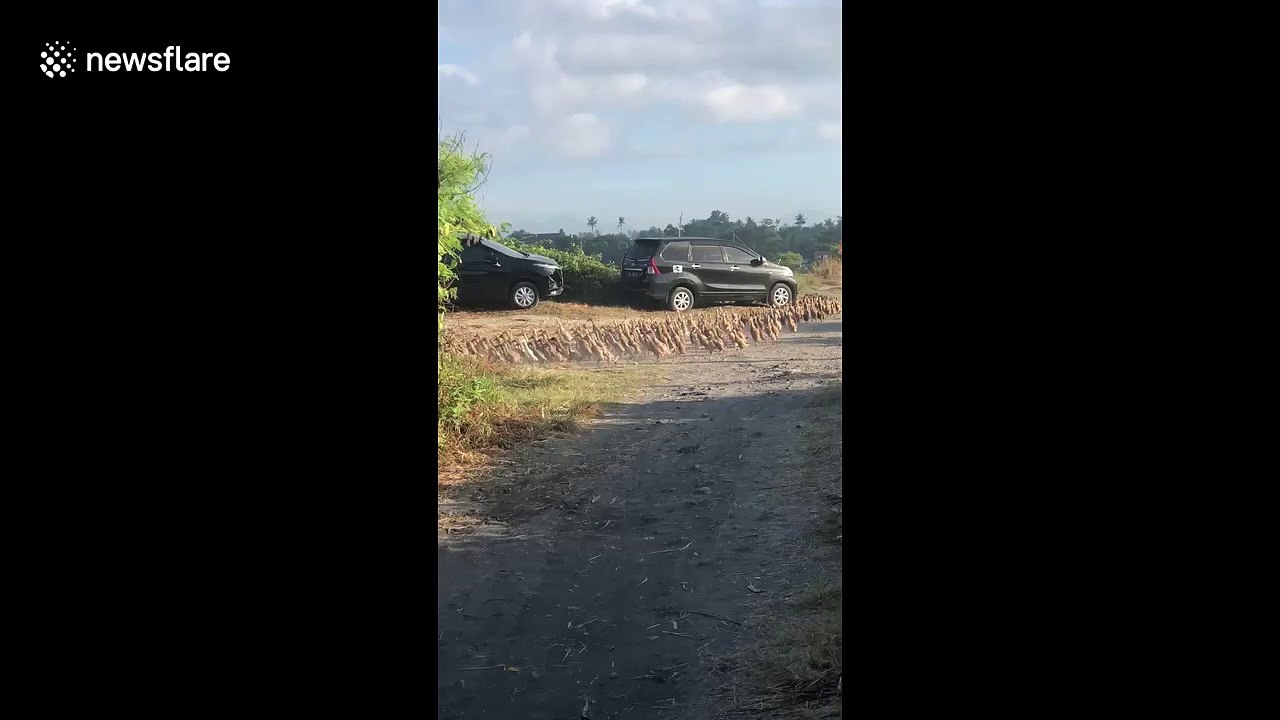 Massive flock of running ducks stop traffic in Bali, Indonesia